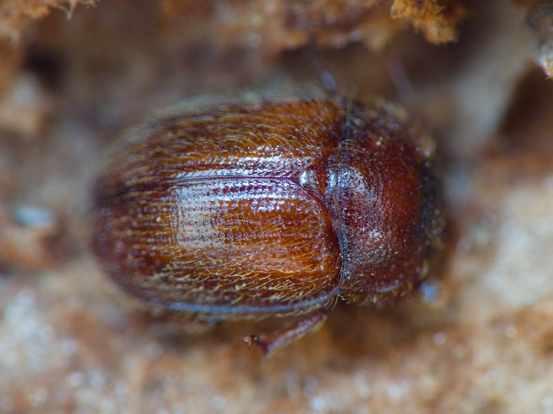 Pocadius ferrugineus (Fabricius, 1775)
